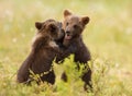 Eurasian brown bear (Ursos arctos) cubs Royalty Free Stock Photo