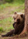 Eurasian brown bear (Ursos arctos) Royalty Free Stock Photo