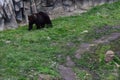 The Eurasian brown bear (Ursus arctos arctos) also known as the common brown bear Royalty Free Stock Photo