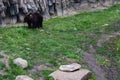 The Eurasian brown bear (Ursus arctos arctos) also known as the common brown bear Royalty Free Stock Photo