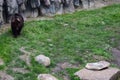 The Eurasian brown bear (Ursus arctos arctos) also known as the common brown bear Royalty Free Stock Photo