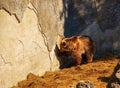 The Eurasian brown bear (Ursus arctos arctos), also known as the common brown bear. Brown bear on the rocks Royalty Free Stock Photo