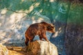The Eurasian brown bear (Ursus arctos arctos), also known as the common brown bear. Brown bear on the rocks Royalty Free Stock Photo