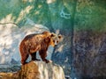 The Eurasian brown bear (Ursus arctos arctos), also known as the common brown bear. Brown bear on the rocks Royalty Free Stock Photo