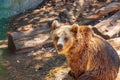 The Eurasian brown bear (Ursus arctos arctos), also known as the common brown bear. Brown bear on the rocks Royalty Free Stock Photo