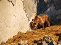 The Eurasian brown bear (Ursus arctos arctos), also known as the common brown bear. Brown bear on the rocks Royalty Free Stock Photo