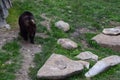 The Eurasian brown bear (Ursus arctos arctos) also known as the common brown bear Royalty Free Stock Photo