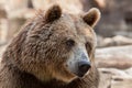 Eurasian brown bear Ursus arctos arctos Royalty Free Stock Photo