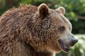 Eurasian brown bear Ursus arctos arctos Royalty Free Stock Photo