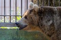 Eurasian brown bear or Ursus arctos arctos, also known as the European brown bear. Royalty Free Stock Photo