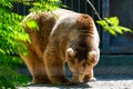 Eurasian brown bear or Ursus arctos arctos, also known as the European brown bear. Royalty Free Stock Photo