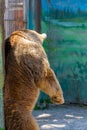 Eurasian brown bear or Ursus arctos arctos, also known as the European brown bear. Royalty Free Stock Photo