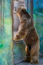 Eurasian brown bear or Ursus arctos arctos, also known as the European brown bear. Royalty Free Stock Photo