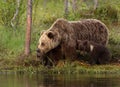 Eurasian brown bear (Ursus arctos arctos) Royalty Free Stock Photo