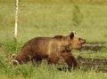 Eurasian Brown Bear