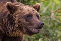 The Eurasian brown bear Ursus arctos arctos is one of the most common subspecies of the brown bear, and is found in much of Royalty Free Stock Photo