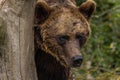 The Eurasian brown bear Ursus arctos arctos is one of the most common subspecies of the brown bear, and is found in much of Royalty Free Stock Photo