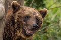 The Eurasian brown bear Ursus arctos arctos is one of the most common subspecies of the brown bear, and is found in much of Royalty Free Stock Photo