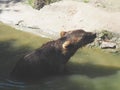 Eurasian brown bear Ursus arctos arctos is common subspecies of the brown bear in Eurasia. Animal dangerous forest Royalty Free Stock Photo