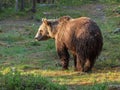 Eurasian Brown Bear