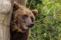 The Eurasian brown bear Ursus arctos arctos is one of the most common subspecies of the brown bear, and is found in much of Royalty Free Stock Photo