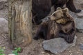 Brown bear teddy bear mezhit on stones near a tree Royalty Free Stock Photo