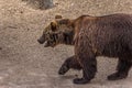 The Eurasian brown bear Ursus arctos arctos is one of the most common subspecies of the brown bear, and is found in much of Royalty Free Stock Photo