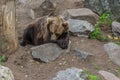 The Eurasian brown bear Ursus arctos arctos is one of the most common subspecies of the brown bear, and is found in much of Royalty Free Stock Photo