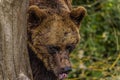 The Eurasian brown bear Ursus arctos arctos is one of the most common subspecies of the brown bear, and is found in much of Royalty Free Stock Photo