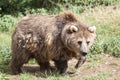 Eurasian Brown Bear