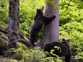 Eurasian brown bears in forest