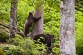 Eurasian brown bears in forest Royalty Free Stock Photo