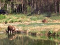 Eurasian brown bears Royalty Free Stock Photo