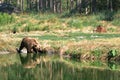 Eurasian brown bears Royalty Free Stock Photo