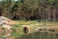 Eurasian brown bears Royalty Free Stock Photo