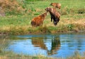 Eurasian brown bears Royalty Free Stock Photo