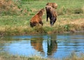 Eurasian brown bears Royalty Free Stock Photo