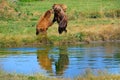 Eurasian brown bears Royalty Free Stock Photo