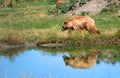 Eurasian brown bears Royalty Free Stock Photo