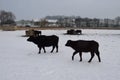 buffalo herd in the snow