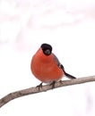 Eurasian Bullfinch