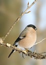 Eurasian Bullfinch