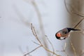 Eurasian bullfinch on the branch of tree eating tree sprout