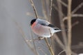 Eurasian bullfinch on the branch of tree eating tree sprout