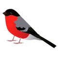 Eurasian bullfinch cartoon bird