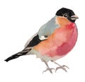 The Eurasian bullfinch. Watercolor hand painted drawing of bird