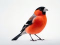 Eurasian bullfinch isolated in white