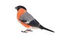 Eurasian Bullfinch, male, Pyrrhula pyrrhula isolated on white background