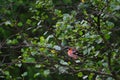 Eurasian bullfinch perched on a branch in a forest