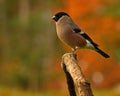 Eurasian Bullfinch Pyrrhula pyrrhula female perched in a tree